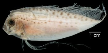 Media type: image; Ichthyology 164725